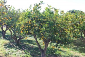 Agricultura sostenible y frutos cítricos.