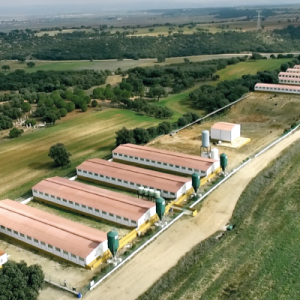 Cria de cerdos de capa blanca.