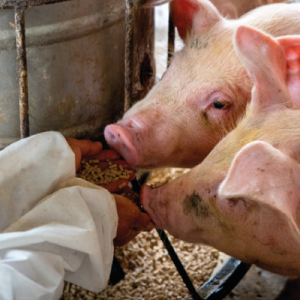 Cebo y nutrición animal de cerdos blancos. Cría de ganado porcino.