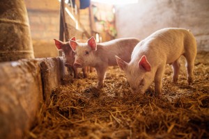 Bienestar animal. Lechones de cerdo blanco en fase de desarrollo.