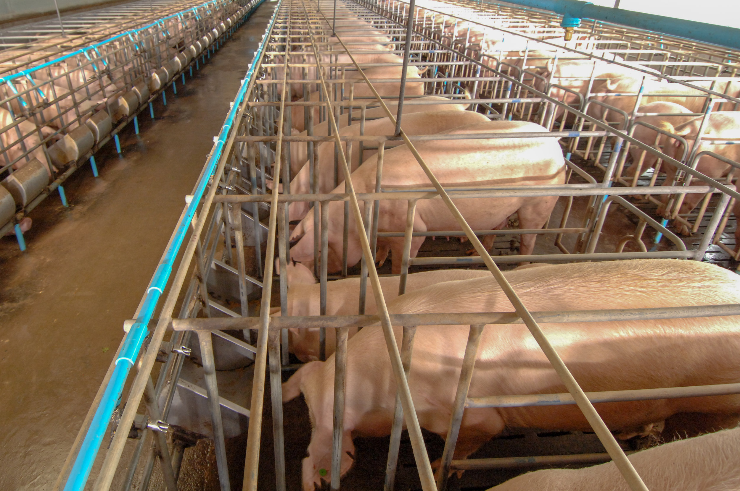 Bienestar animal y nutrición con pienso de calidad para cerdos blancos.